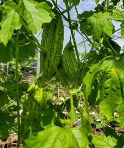 Bitter Melon Seeds - 10 Seeds for Planting - Bitter Gourd Vegetable - Image 5