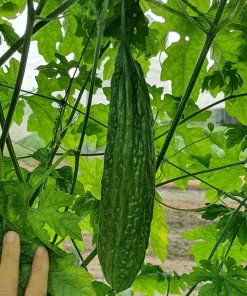 Bitter Melon Seeds - 10 Seeds for Planting - Bitter Gourd Vegetable - Image 6