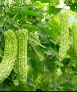 Bitter Melon Seeds - 10 Seeds for Planting - Bitter Gourd Vegetable - Image 7