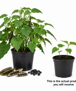 Black Bean Live Plants – 2 Seedlings Per Pot, 3-5 Inches Tall, Heirloom Vegetable - Image 2