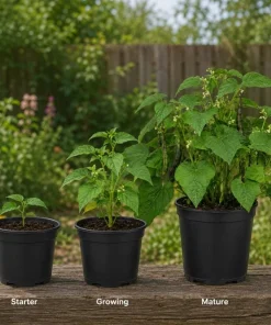 Black Bean Live Plants – 2 Seedlings Per Pot, 3-5 Inches Tall, Heirloom Vegetable - Image 3