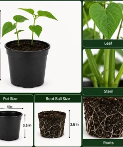 Black Bean Live Plants – 2 Seedlings Per Pot, 3-5 Inches Tall, Heirloom Vegetable - Image 4