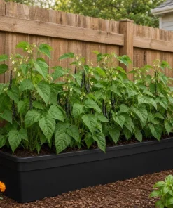 Black Bean Live Plants – 2 Seedlings Per Pot, 3-5 Inches Tall, Heirloom Vegetable - Image 5