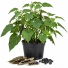 Black Bean Live Plants – 2 Seedlings Per Pot, 3-5 Inches Tall, Heirloom Vegetable - Image 1