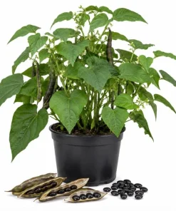Black Bean Live Plants – 2 Seedlings Per Pot, 3-5 Inches Tall, Heirloom Vegetable - Image 1