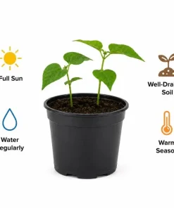 Black Bean Live Plants – 2 Seedlings Per Pot, 3-5 Inches Tall, Heirloom Vegetable - Image 6