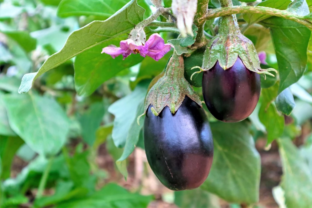 Black Beauty Eggplant Seeds - 1000 Vegetable Seeds, Dark Purple Fruit - Image 2