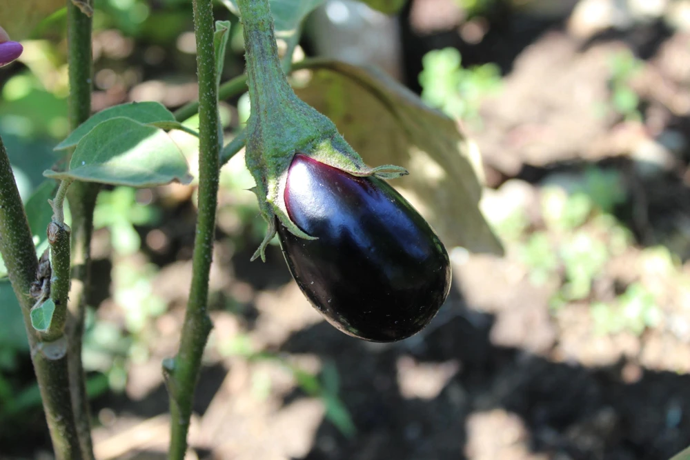 Black Beauty Eggplant Seeds - 1000 Vegetable Seeds, Dark Purple Fruit - Image 3