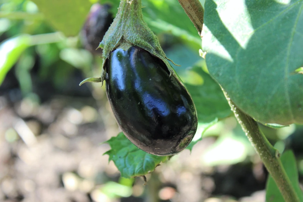 Black Beauty Eggplant Seeds - 1000 Vegetable Seeds, Dark Purple Fruit - Image 4