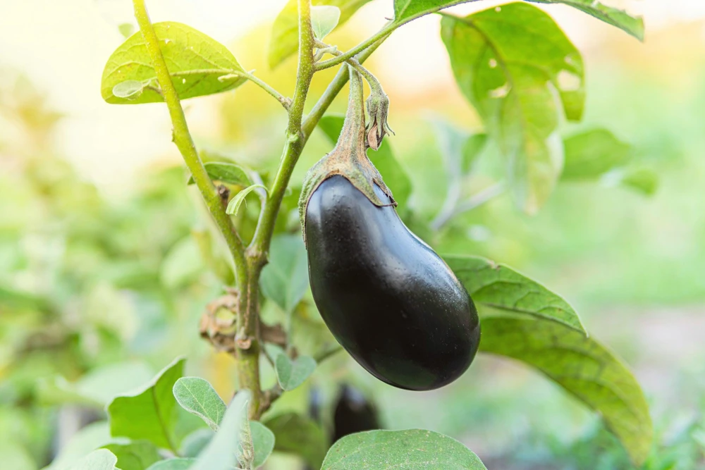 Black Beauty Eggplant Seeds - 1000 Vegetable Seeds, Dark Purple Fruit - Image 5