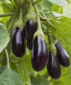 Black Beauty Eggplant Seeds - 50 Count Heirloom Vegetable Seeds - Image 1