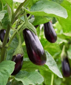 Black Beauty Eggplant Seeds - 50 Count Heirloom Vegetable Seeds - Image 3