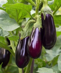 Black Beauty Eggplant Seeds - 50 Count Heirloom Vegetable Seeds - Image 5