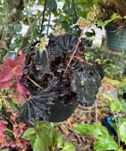Black Begonia Live Plant - Rare Dark Foliage Indoor Houseplant - Image 2