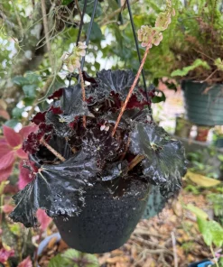 Black Begonia Live Plant - Rare Dark Foliage Indoor Houseplant - Image 1