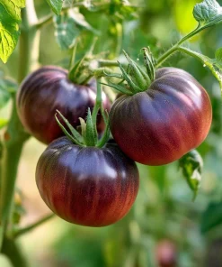 Black Brandywine Tomato Seeds - 30 Heirloom Purple-Black Beefsteak Variety - Image 4