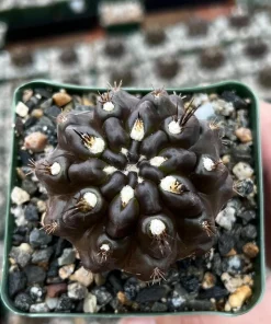 Black Cactus Neochilenia Huascensis Live Plant – Rare Succulent in 4" Pot - Image 2
