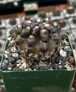 Black Cactus Neochilenia Huascensis Live Plant – Rare Succulent in 4