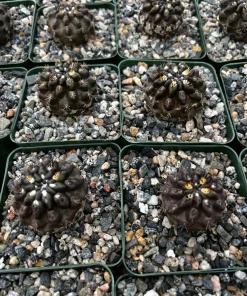 Black Cactus Neochilenia Huascensis Live Plant – Rare Succulent in 4