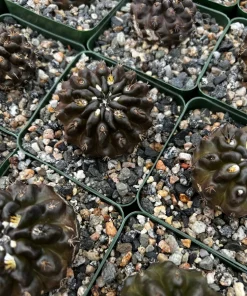 Black Cactus Neochilenia Huascensis Live Plant – Rare Succulent in 4