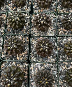 Black Cactus Neochilenia Huascensis Live Plant – Rare Succulent in 4