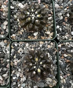 Black Cactus Neochilenia Huascensis Live Plant – Rare Succulent in 4