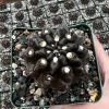 Black Cactus Neochilenia Huascensis Live Plant – Rare Succulent in 4" Pot - Image 1
