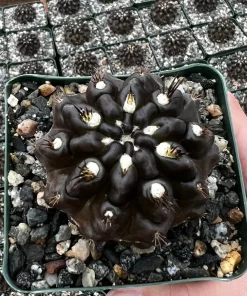Black Cactus Neochilenia Huascensis Live Plant – Rare Succulent in 4" Pot - Image 1