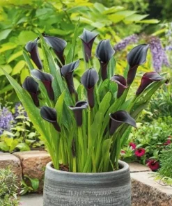Black Calla Lily Bulbs - Set of 3, Deep Purple Black Flowers, Elegant Garden Plant - Image 2