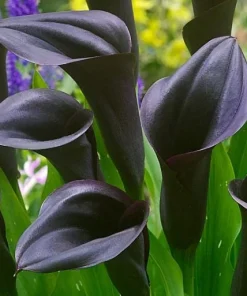 Black Calla Lily Bulbs - Set of 3, Deep Purple Black Flowers, Elegant Garden Plant - Image 3