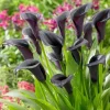 Black Calla Lily Bulbs - Set of 3, Deep Purple Black Flowers, Elegant Garden Plant - Image 1