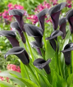 Black Calla Lily Bulbs - Set of 3, Deep Purple Black Flowers, Elegant Garden Plant - Image 1