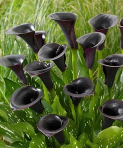 Black Calla Lily Bulbs - Set of 3, Deep Purple Black Flowers, Elegant Garden Plant - Image 4