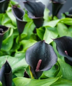 Black Calla Lily Bulbs - Set of 3, Deep Purple Black Flowers, Elegant Garden Plant - Image 5