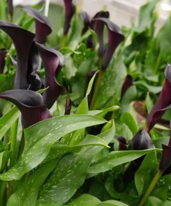 Black Calla Lily Bulbs - Set of 3, Deep Purple Black Flowers, Elegant Garden Plant - Image 6