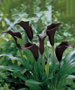 Black Calla Lily Bulbs - Set of 3, Deep Purple Black Flowers, Elegant Garden Plant - Image 7