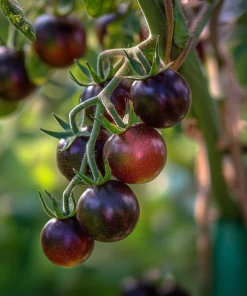 Black Cherry Tomato Seeds - Heirloom Dark Purple Tomatoes, 20 Count, Outdoor - Image 2