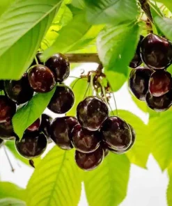 Black Cherry Trees Bare Root – Live Fruit Tree – Set of 2 – 1-2 ft Tall – Outdoor - Image 2