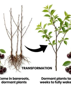Black Cherry Trees Bare Root – Live Fruit Tree – Set of 2 – 1-2 ft Tall – Outdoor - Image 3