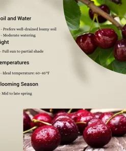 Black Cherry Trees Bare Root – Live Fruit Tree – Set of 2 – 1-2 ft Tall – Outdoor - Image 4