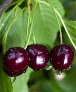 Black Cherry Trees Bare Root – Live Fruit Tree – Set of 2 – 1-2 ft Tall – Outdoor - Image 5