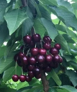 Black Cherry Trees Bare Root – Live Fruit Tree – Set of 2 – 1-2 ft Tall – Outdoor - Image 6