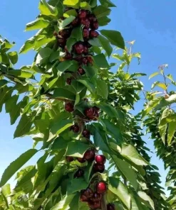 Black Cherry Trees Bare Root – Live Fruit Tree – Set of 2 – 1-2 ft Tall – Outdoor - Image 7