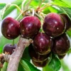 Black Cherry Trees Bare Root – Live Fruit Tree – Set of 2 – 1-2 ft Tall – Outdoor - Image 1