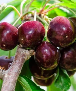 Black Cherry Trees Bare Root – Live Fruit Tree – Set of 2 – 1-2 ft Tall – Outdoor - Image 1