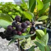 Black Chokeberry Live Plant - Aronia melanocarpa - 1 Quart Pot - Outdoor Shrub - Image 1
