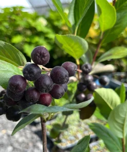 Black Chokeberry Live Plant - Aronia melanocarpa - 1 Quart Pot - Outdoor Shrub - Image 1