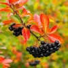 Black Chokeberry Live Shrub - 6-12" Tall Aronia melanocarpa - Edible Berries - Image 1