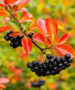 Black Chokeberry Live Shrub - 6-12" Tall Aronia melanocarpa - Edible Berries - Image 1
