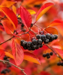 Black Chokeberry Live Shrub - 6-12